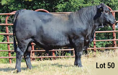 Lot 50 -TJB 408P SANDHILLS 510C ET